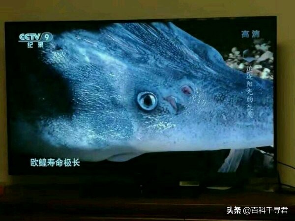 世界上最大的淡水鱼欧洲鳇,欧鳇是食肉鱼吗