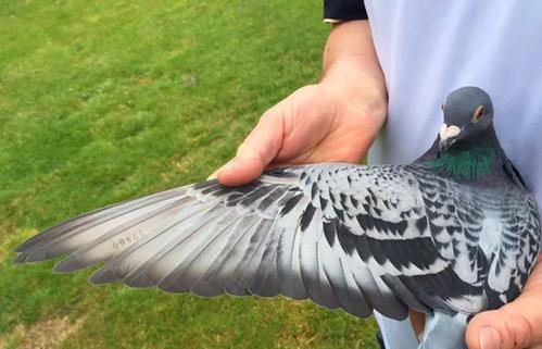 信鸽的换羽期大概多长时间,信鸽换羽期靓羽管理要点