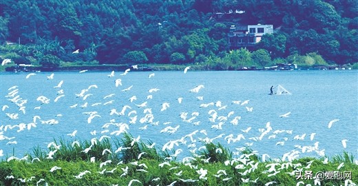 世界茉莉花之都广西横县,广西茉莉花美女