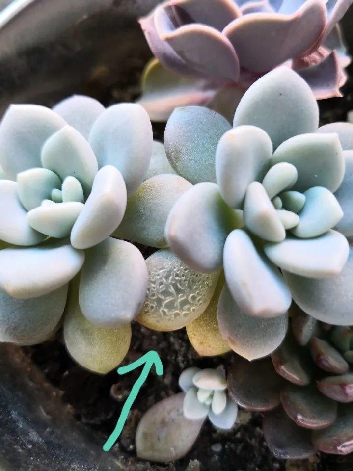 花叶子冒水珠怎么养,花叶子哗哗掉