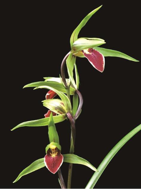 兰花八大名品价格,荷瓣兰花第一名品