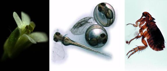 徕卡显微镜所有型号,常见徕卡显微镜怎么样