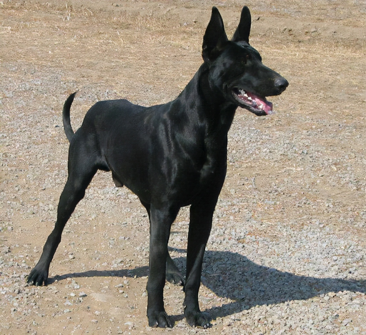 狗界“霸气”的几种狗,家里养一只,小偷不进门