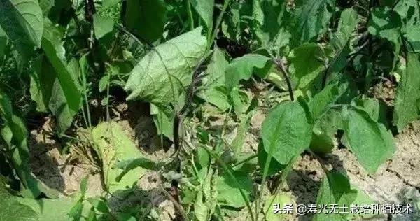 蔬菜盆栽烂根怎么办,蔬菜烂根枯萎的最佳治疗方法