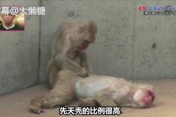 日本秃头猴子吃鱼10个月生发成功，脱发网友求购买链接