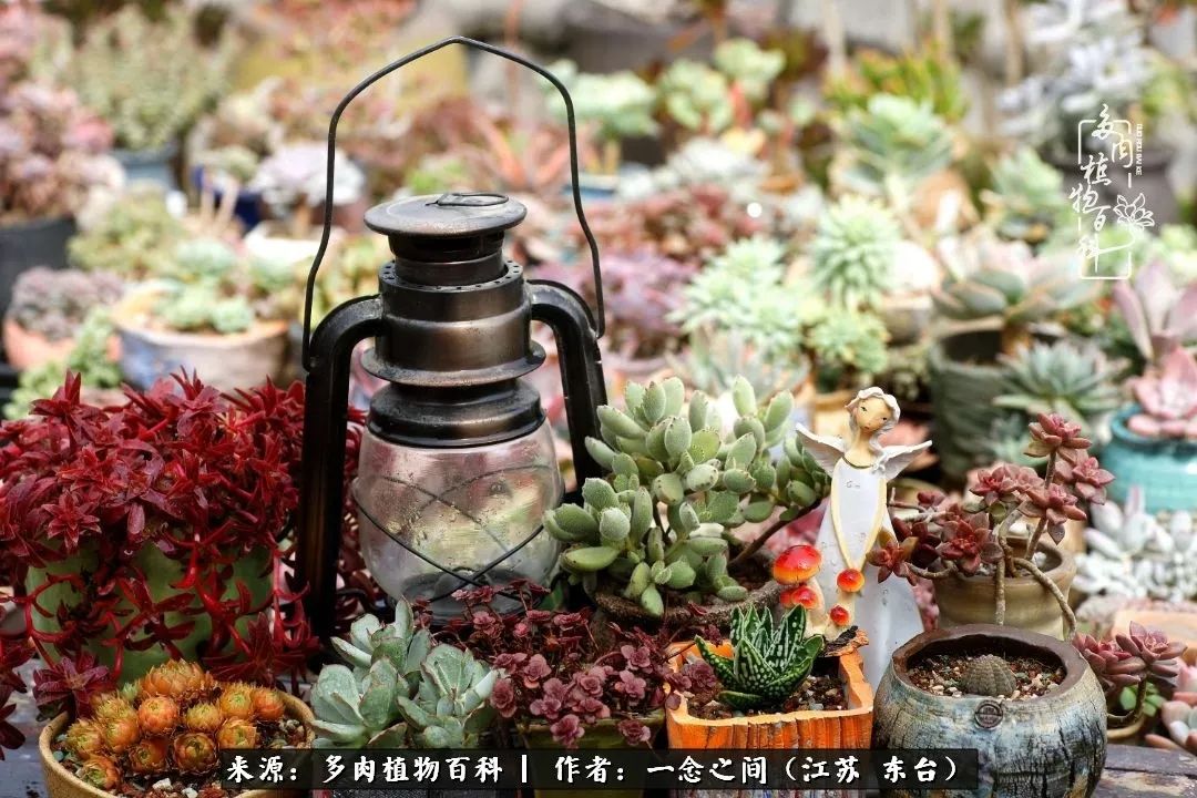 对多肉植物的爱心寄语,赏兰花感言