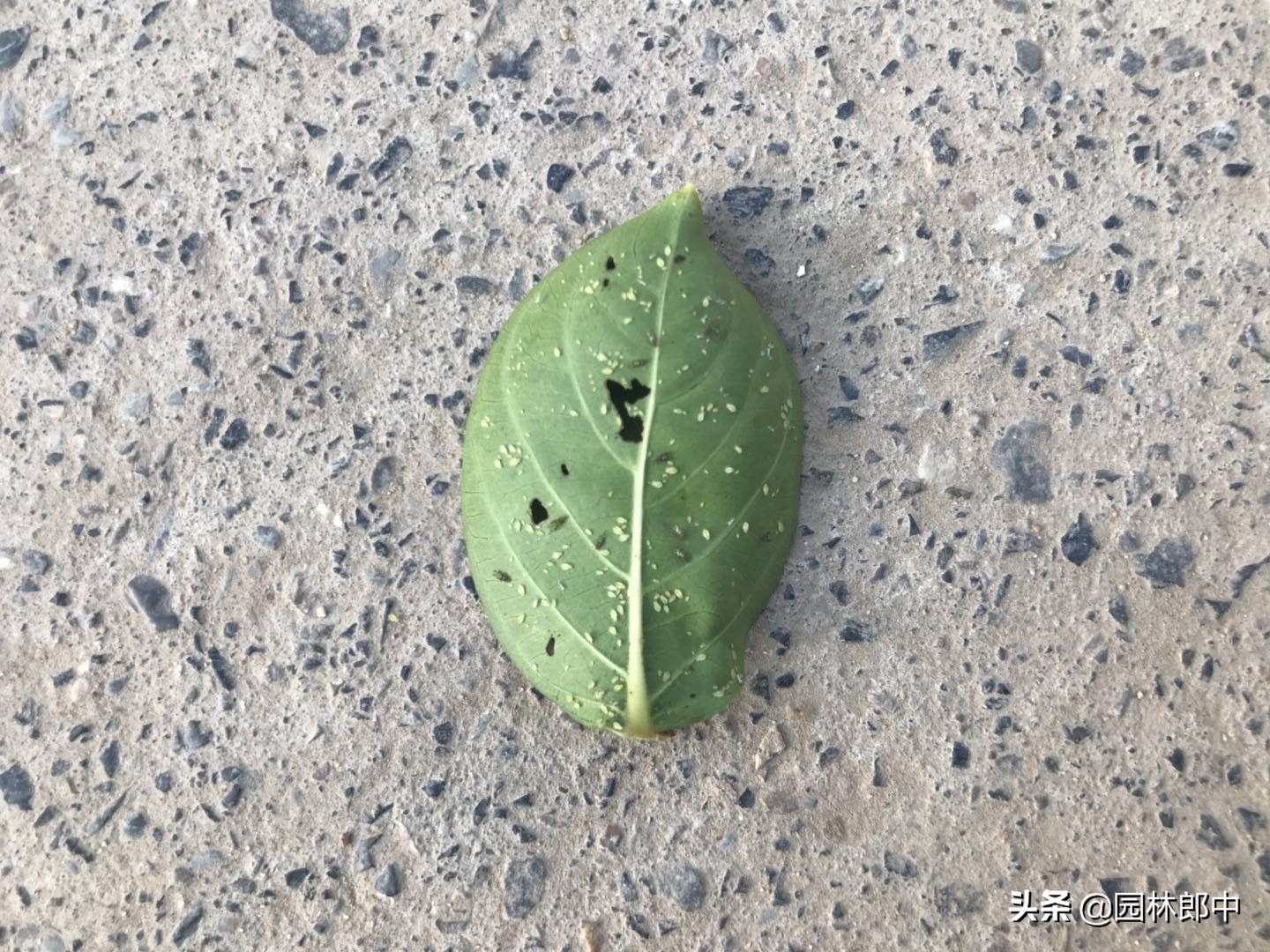 盆栽紫薇叶片发黄落叶是什么原因,紫薇叶子有白灰怎么回事