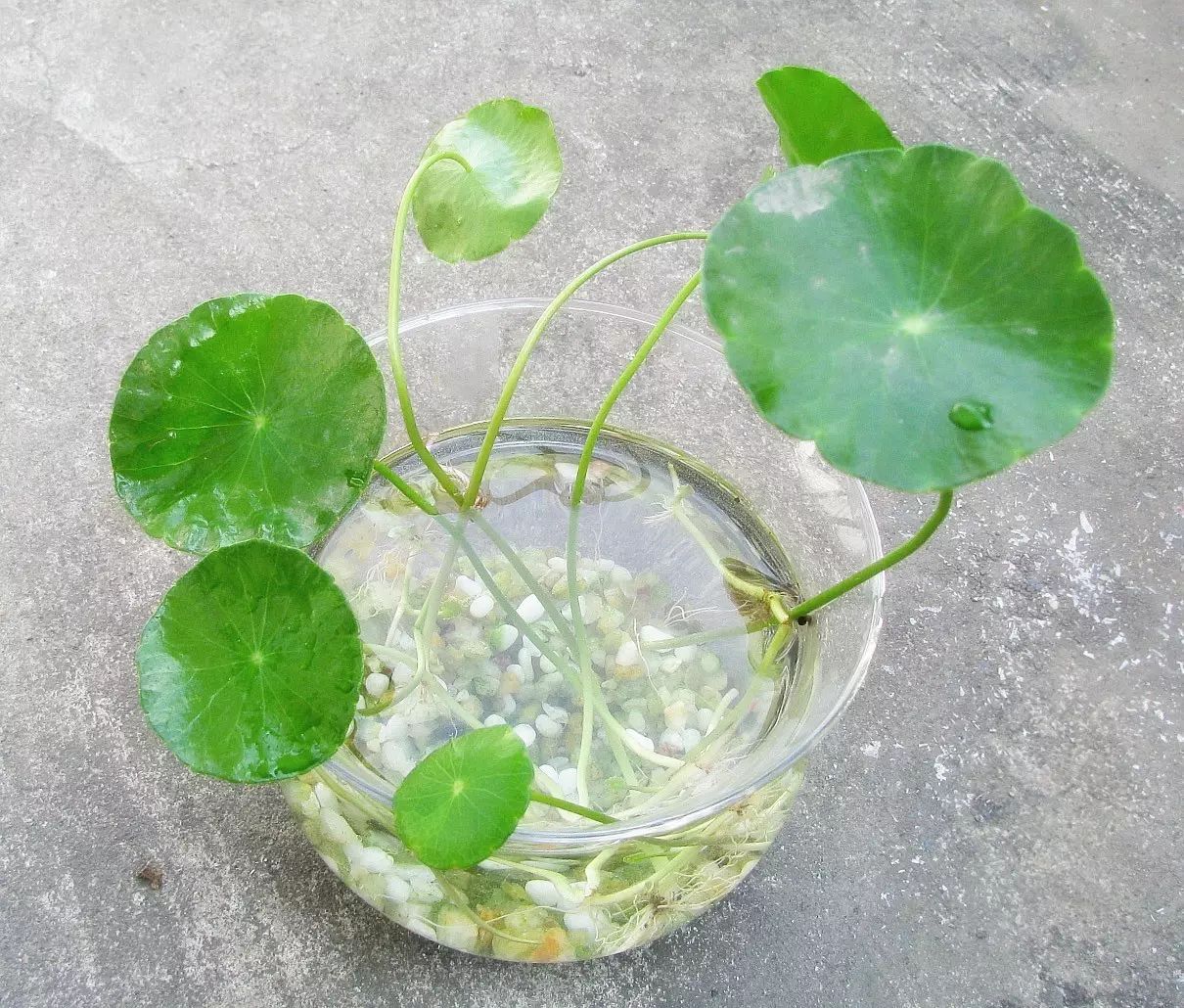 3种“旺财”花，寓意财源滚滚，养一盆，日子越过越舒心