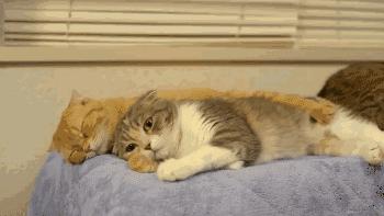 肾虚吃腰子能补肾吗,肾亏腰疼吃枸杞有用吗