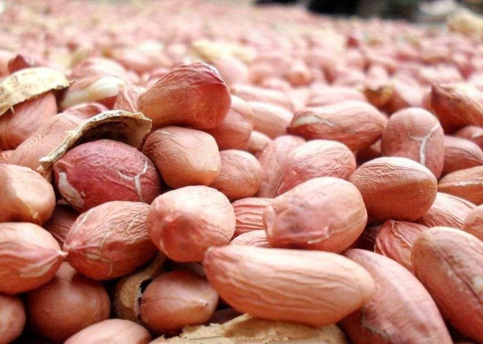 花生出苗后枯萎怎么办,花生种子腐烂什么原因