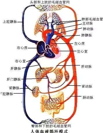 初中生物七年级下册知识点讲解,初一下册生物重点复习初中生学习