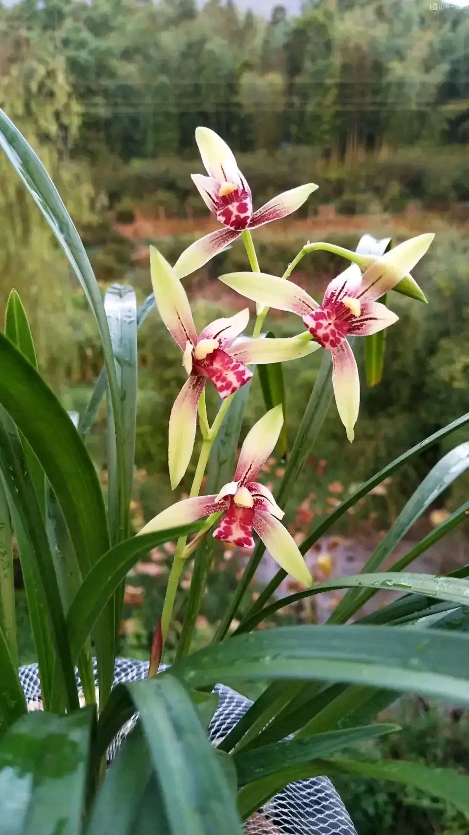 十月养什么盆栽最好,十月养这6种花建议穷养