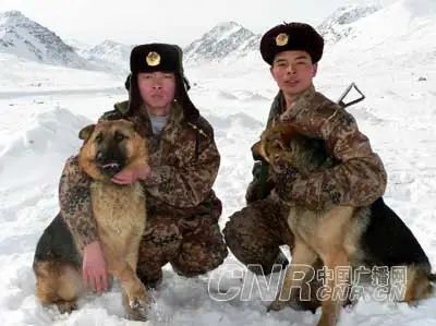 军犬牺牲安葬哪,军犬离世主人抚碑痛哭