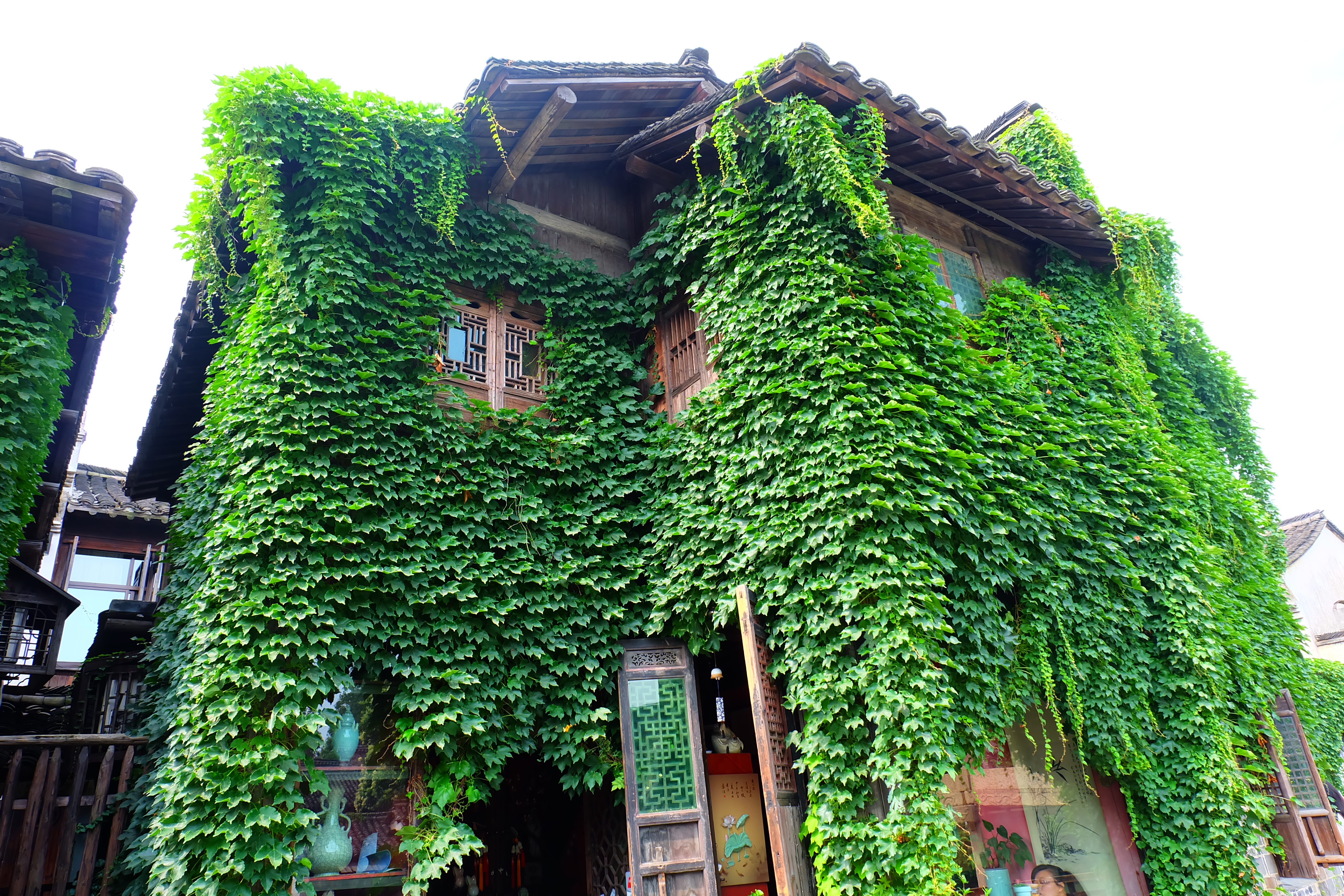 曾是高架桥下的常客，如今已“爬”满全城，爬山虎不会腐蚀建筑吗