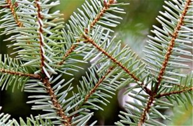 杉木有虫怎么防治,杉木虫害图片