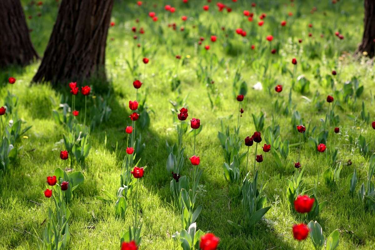 飞狼第一季电视剧全集,小说连载飞狼第一部第一章