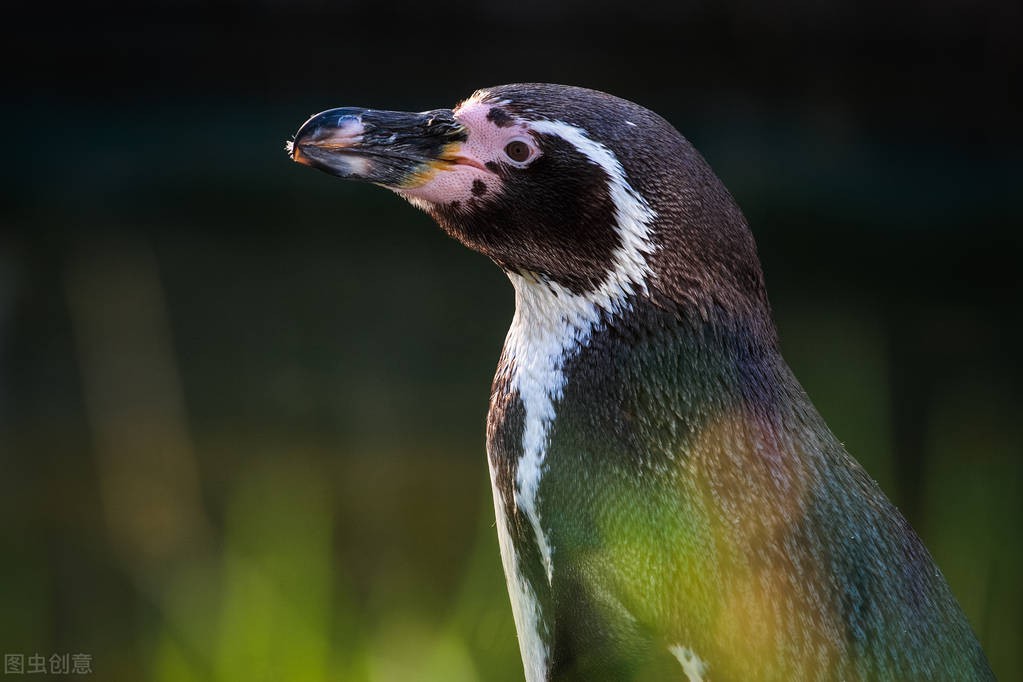 南非知识科普,南非的冷知识视频