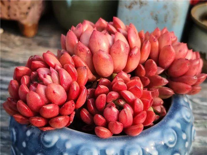 100种常见多肉的养法图片大全,60种好度夏的多肉植物