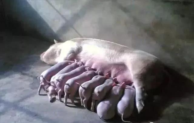 母猪分娩前有什么征兆,母猪分娩前有什么预兆