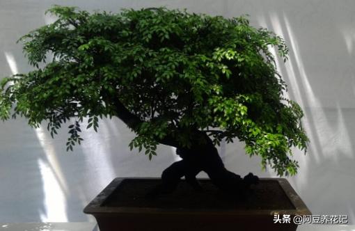 黄檀植物,和小叶紫檀最相似的植物是什么