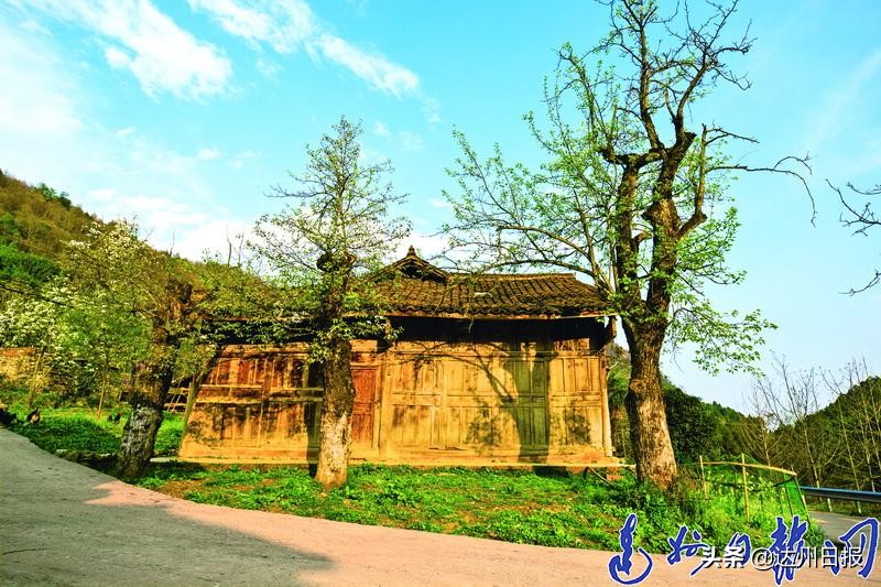 春来花开!走在大巴山深处的万源市竹峪镇东梨*光春**里...