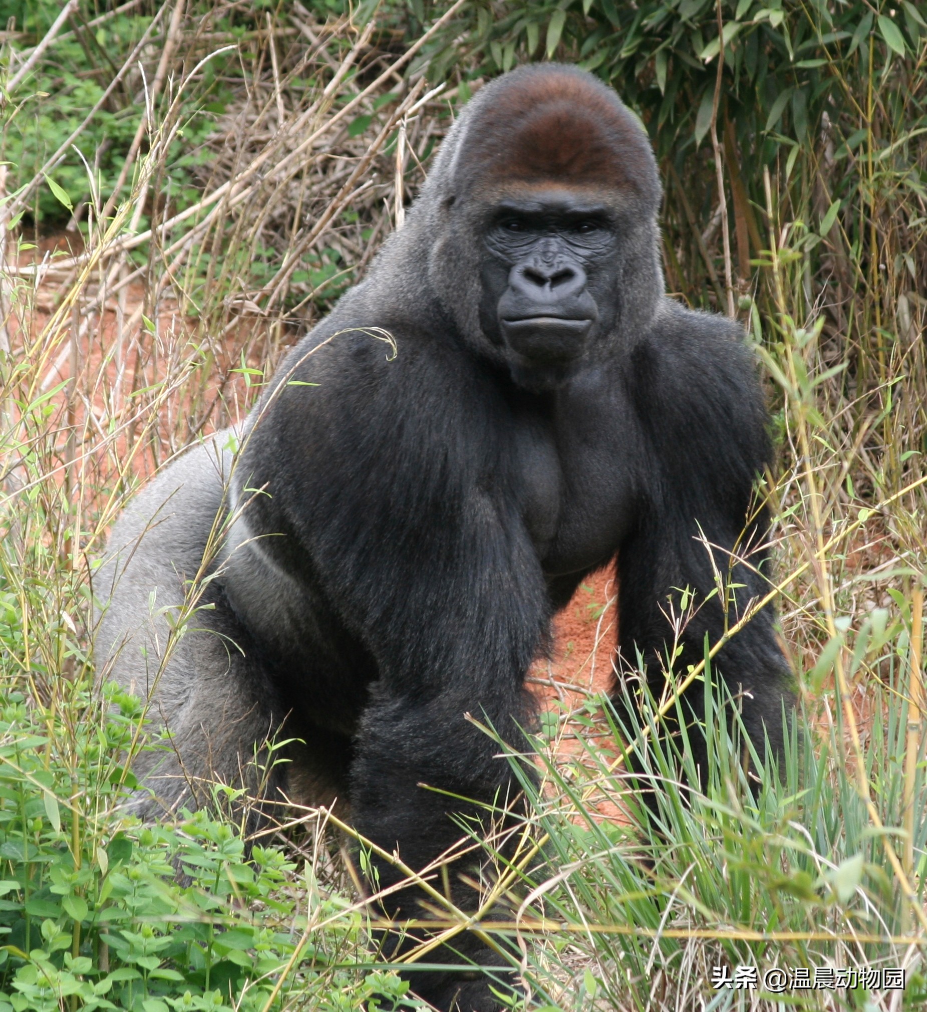 大猩猩真的不是假的,大猩猩说人类愚蠢是真的吗