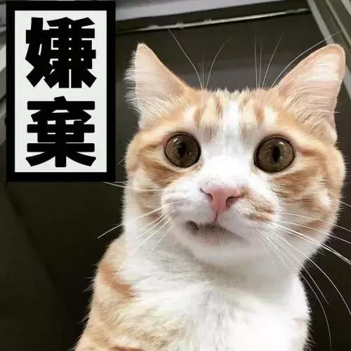 猫咪舔人又咬是什么意思啊,猫咪拿舌头舔主人的手代表什么
