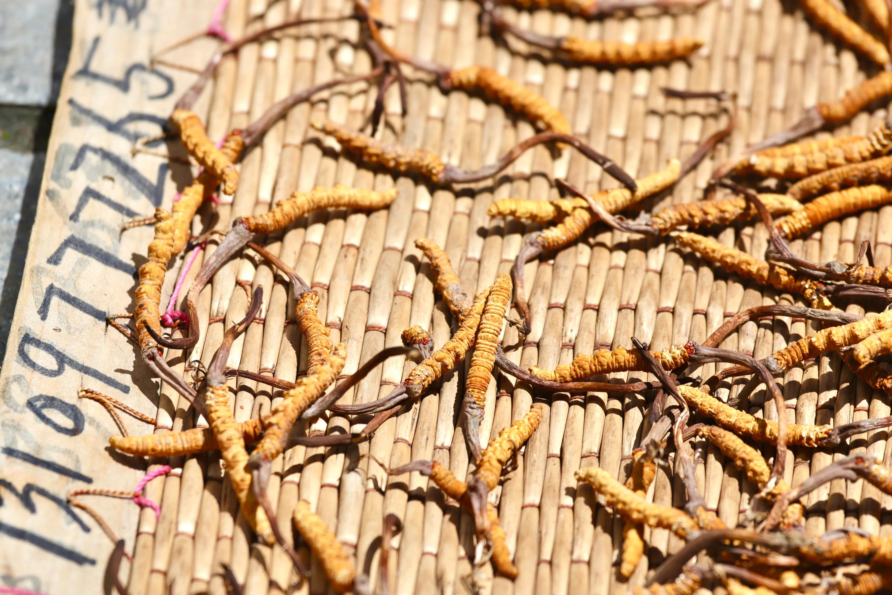 中国最大虫草市场,全国最大冬虫夏草集散地