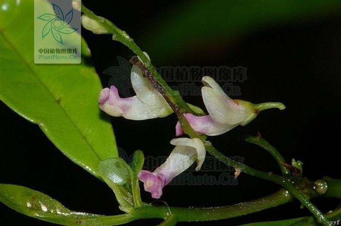 本草纲目仙茅,本草纲目中草药图片