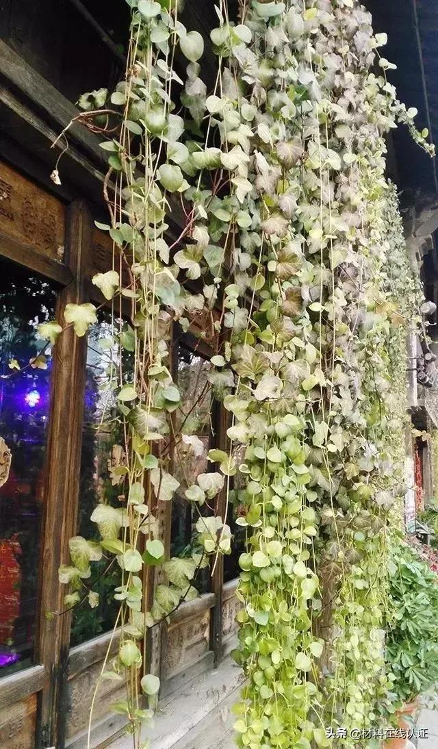 植物窗帘效果图大全,植物窗帘图案