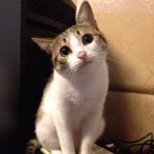 猫咪航空托运全面解析铲屎官必看,八大航空公司对于托运猫咪要求