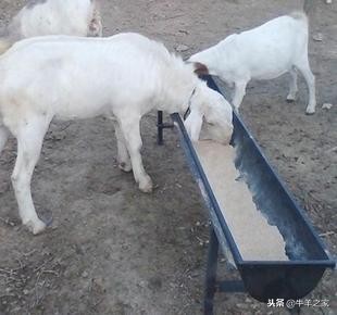 山羊全旋正确训练方法,山羊舍饲饲养管理技术要点