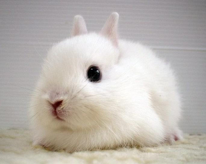 兔子究竟能有多可爱,兔子到底是怎么发展起来的
