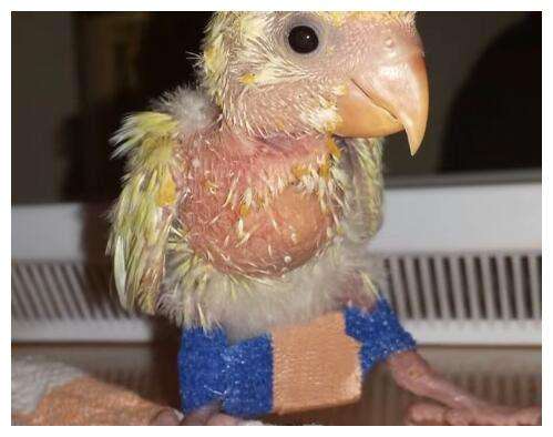 幼鸟不会站立如何纠正,怎样预防小鸟八字脚