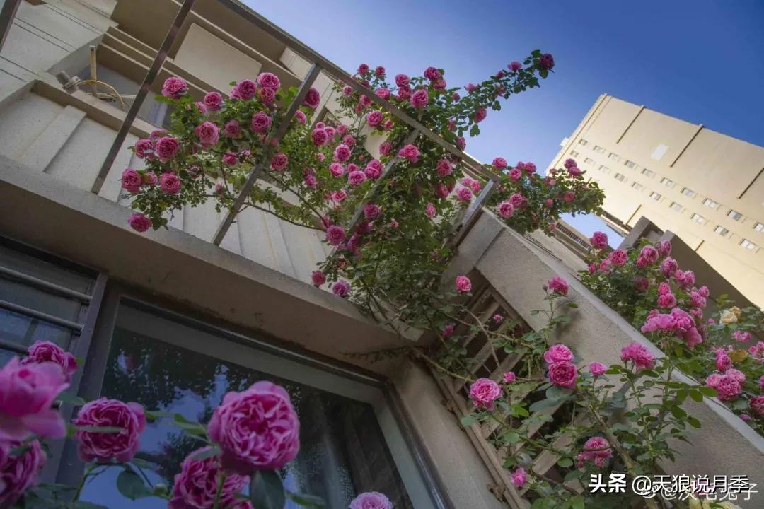 圆滚滚的绣球，瀑布般的花墙，这届花友也太会种花了吧