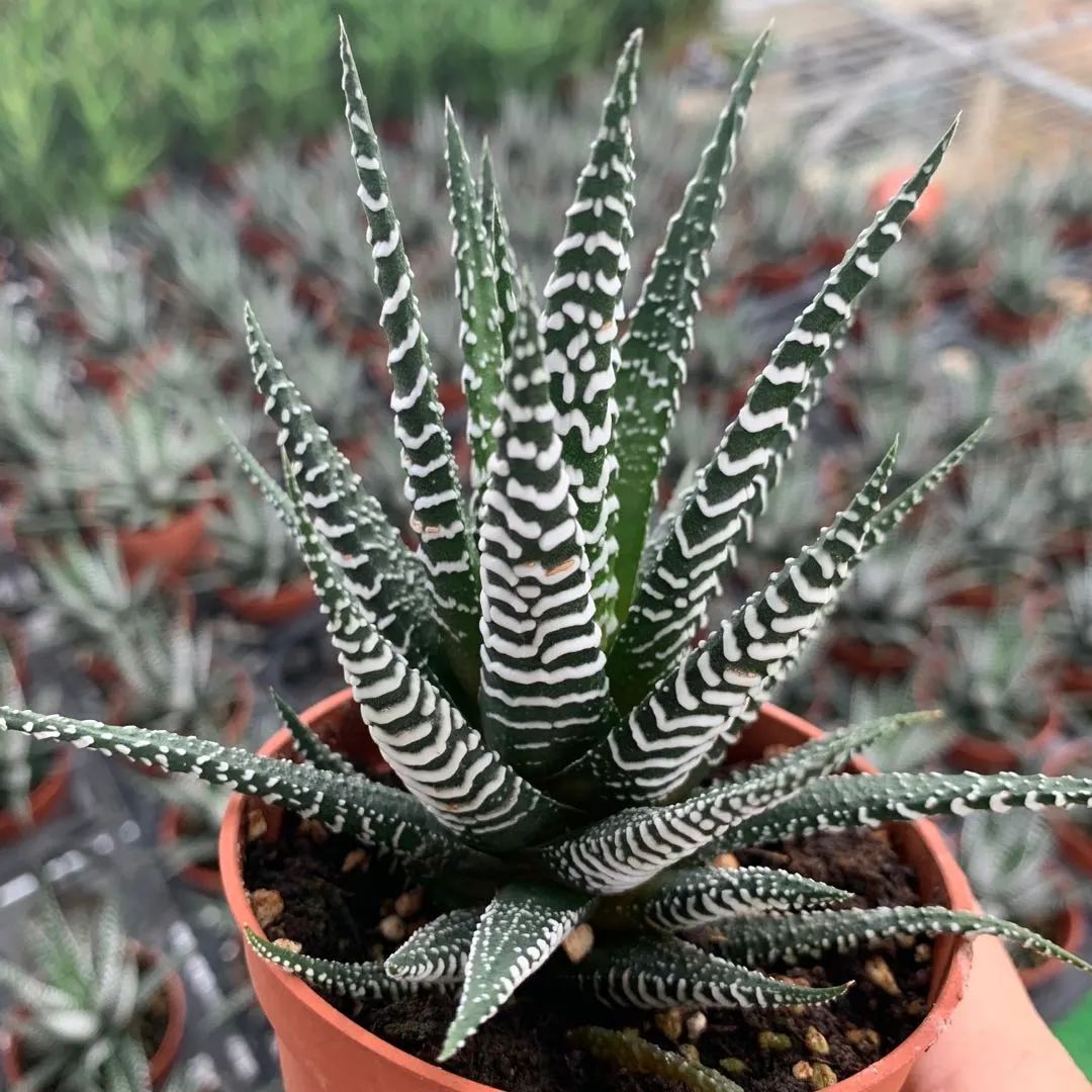 鼠尾兰多肉植物的养护,狐尾兰怎么养才好看