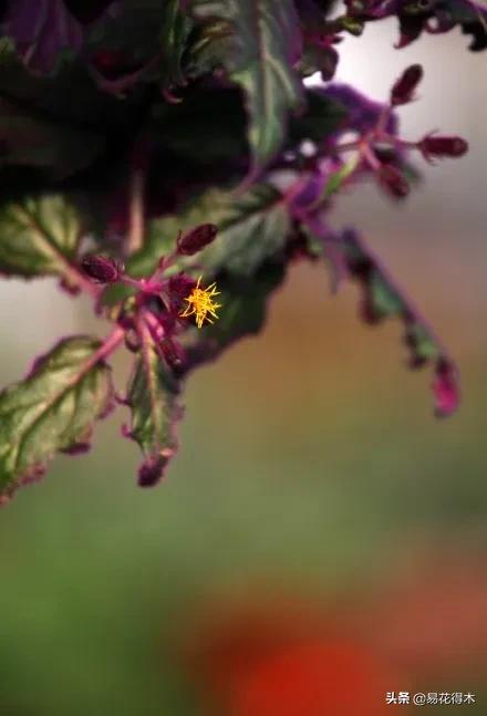紫背天鹅绒盆栽怎么繁殖,绒叶竹芋怎么养