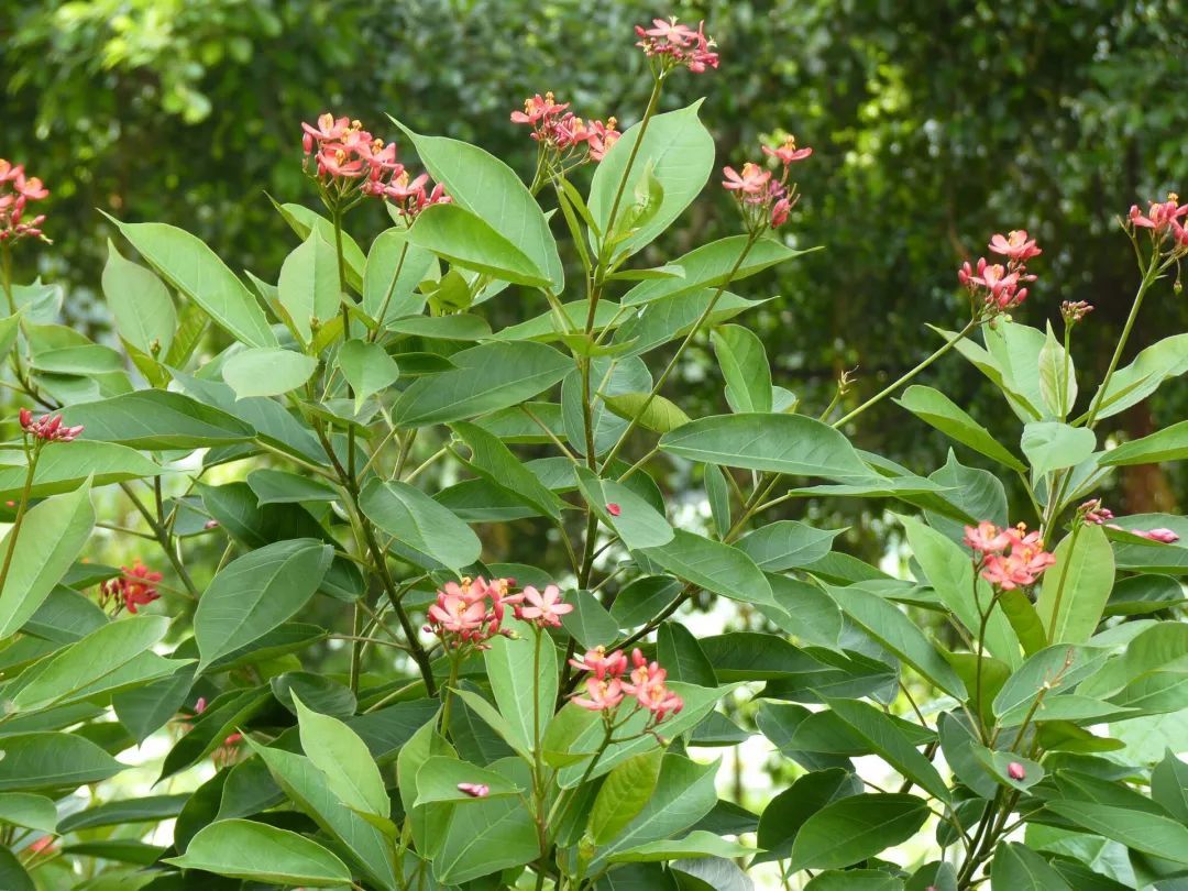 100种常见观叶植物图鉴史上最全,农村常见的100种植物