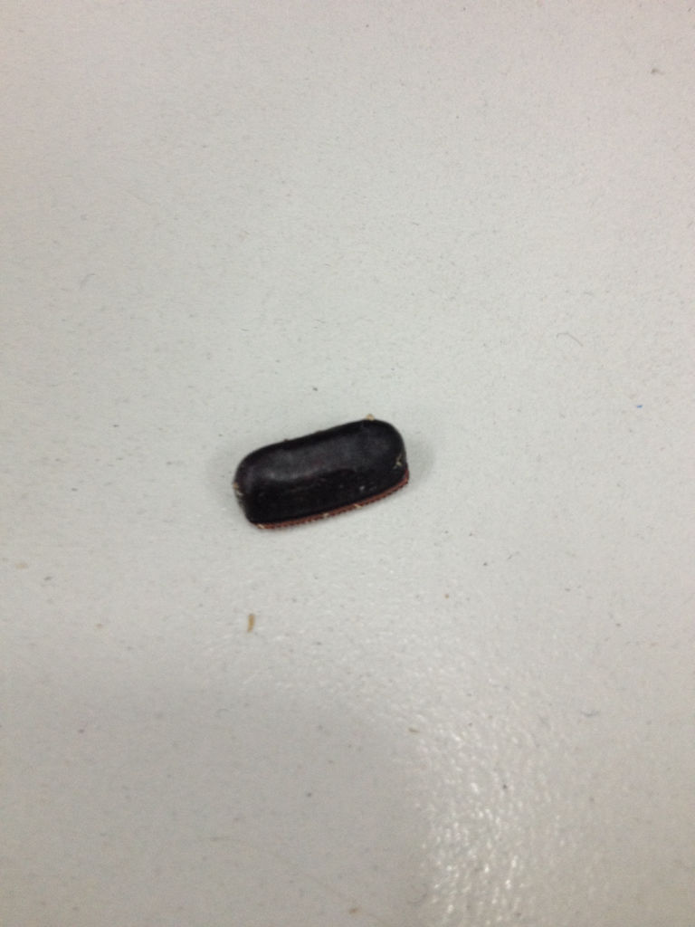 蟑螂最害怕什么生物,蟑螂真的是世界最可怕的生物