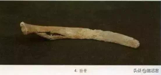 7300年前双性人被当妖魔*杀虐***体下**刺满骨刺~零口姑娘遇害真相