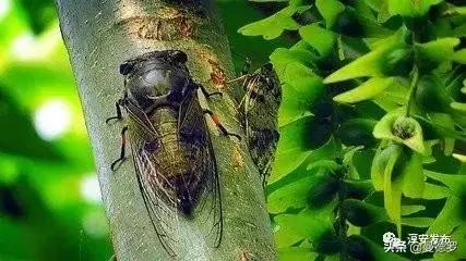 七绝夏日风光,七绝湖上白鹭翩翩飞