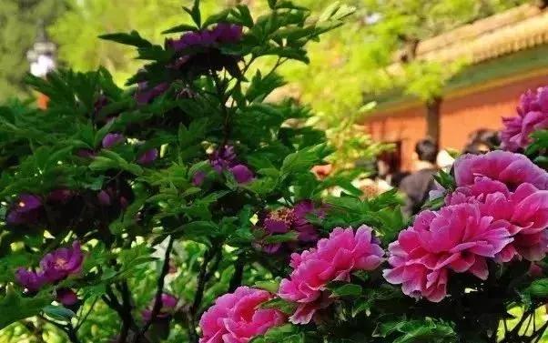 天津赏花好玩的公园,天津东丽湖哪里可以赏花