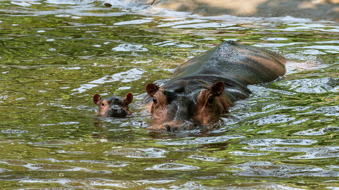 长隆动物园攻略带食物,长隆创意玩法