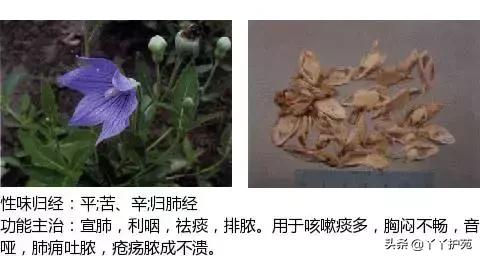 农村身边的中草药主治与功效,中草药全图谱与功效