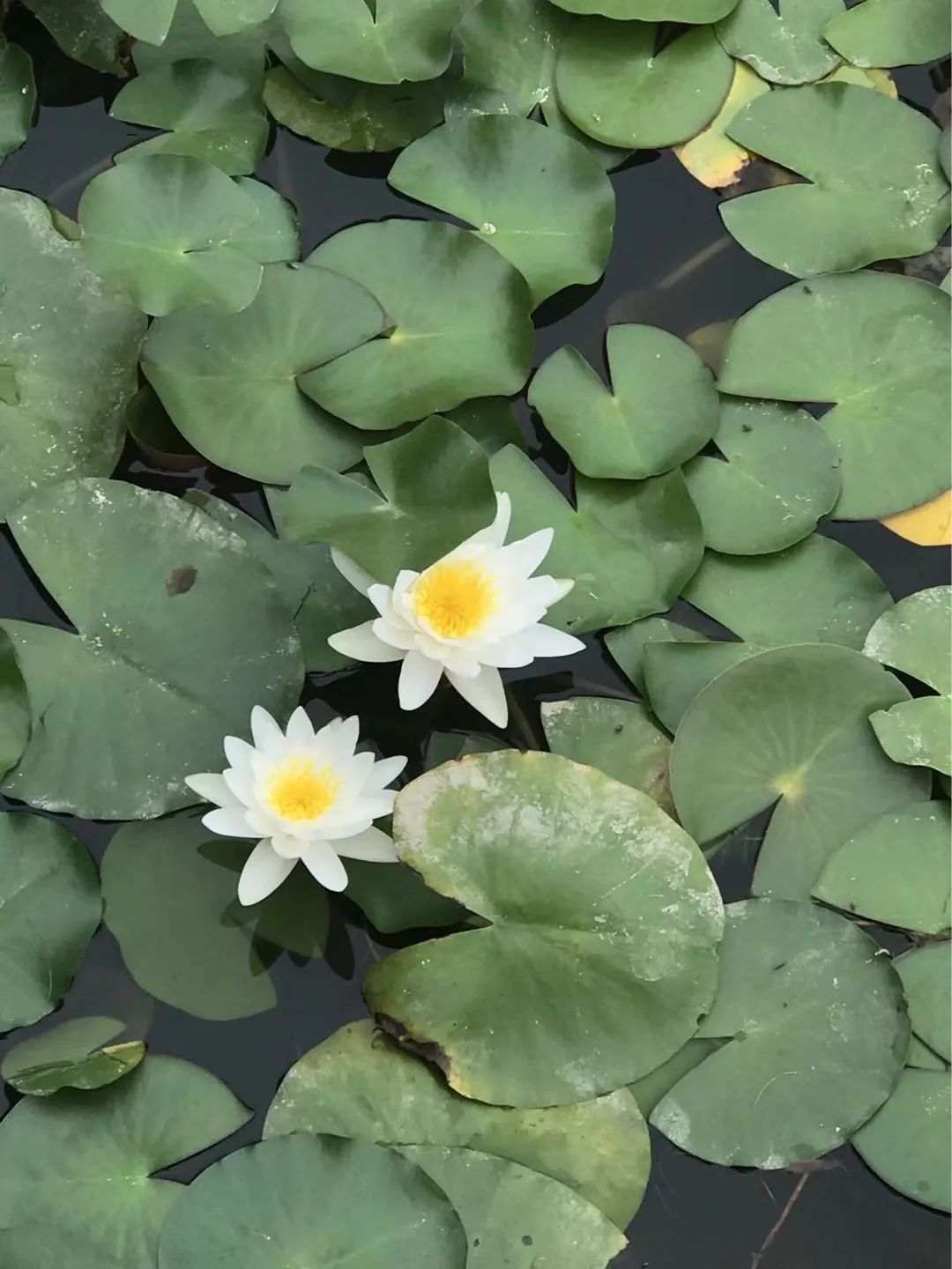 北京古塔公园历史,北京唯一湿地公园