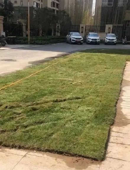 裸眼4D塑胶人工湖、水泥地上种草皮，开发商那些骚断腰的迷惑行为