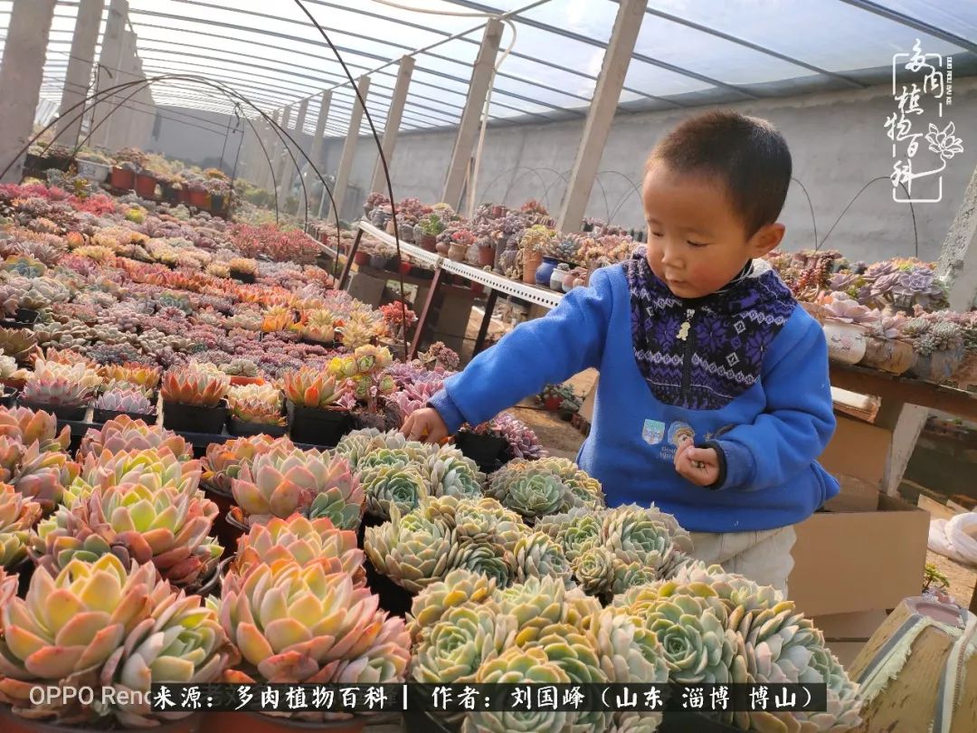 冬季室温20度以上多肉怎么养,贵的不一定就是好的便宜的