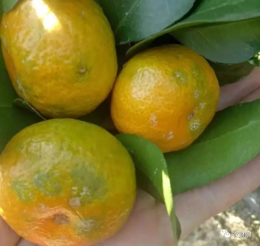 到底什么时候打着色剂好？用了几年的果农告诉你，实际效果如何