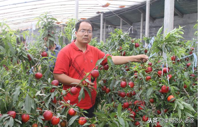 种植桃树的间距是很有讲究的,科学合理的种植模式