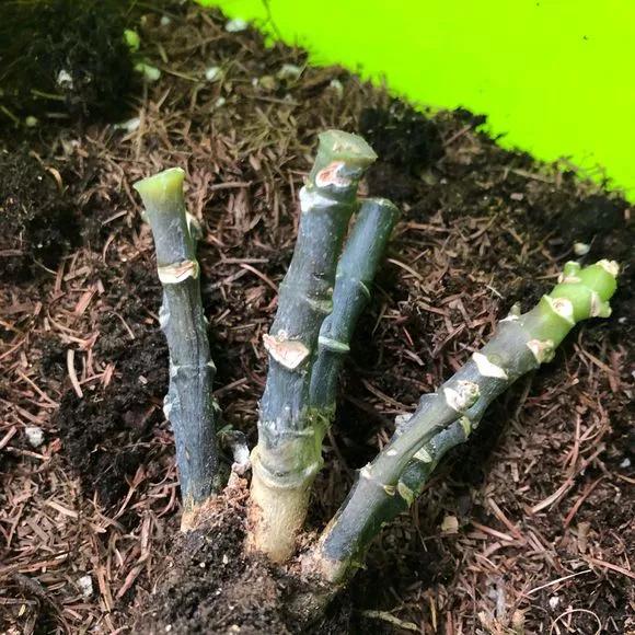 栀子花月季花叶子发黄有黑斑点,茉莉栀子花叶子发黄怎么办